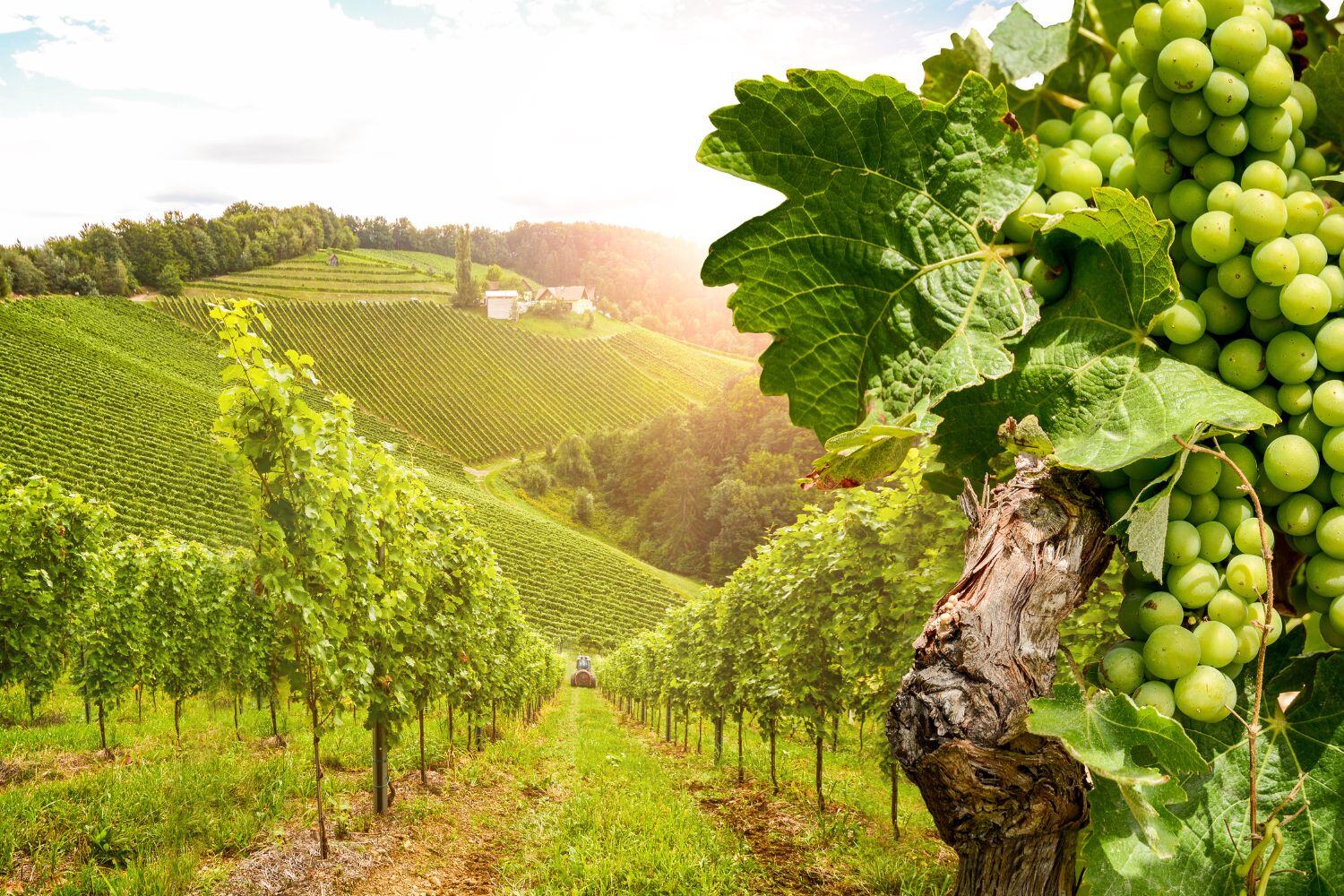 ARGENTINA VINEYARD HORSEBACK RIDE