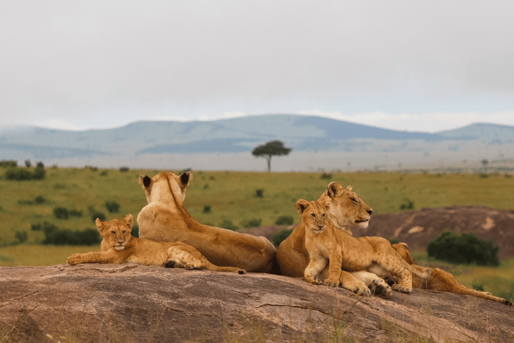 Grand African Adventure