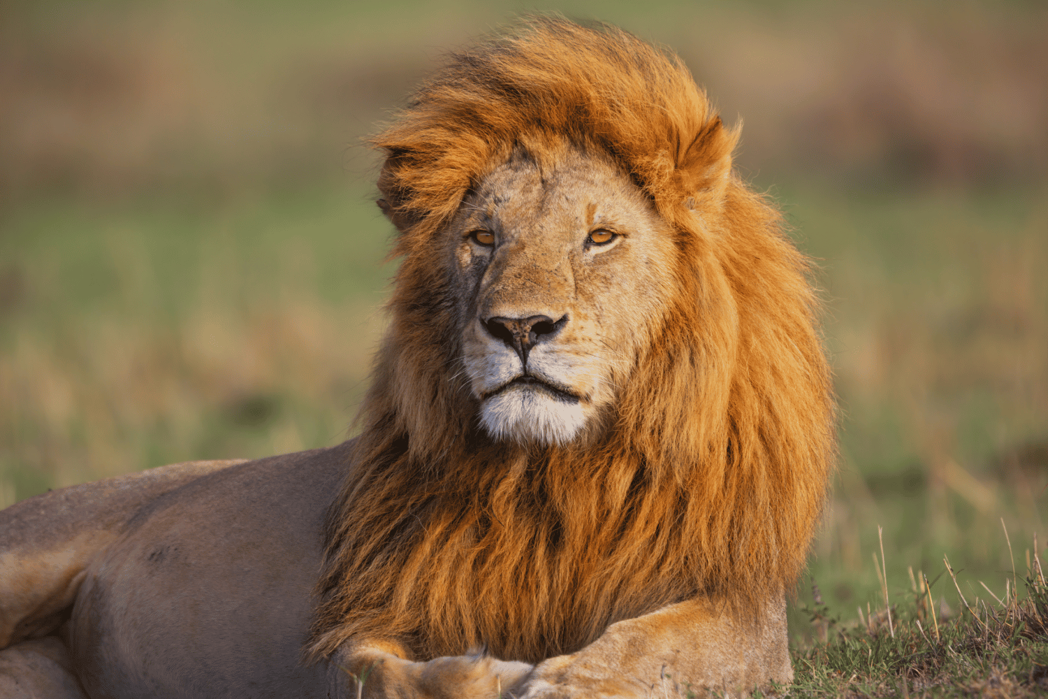 Grand African Safari From Cape Town To Serengeti (4)