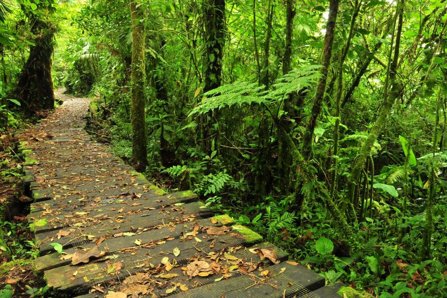 Luxury Costa Rica Travel (12)