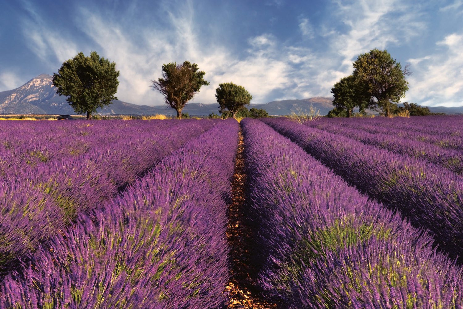 Lavender Fields Provence 1500x1000-1