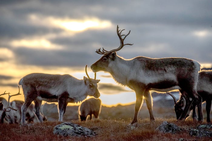 reindeernorway 1500x1000