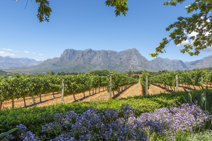 South Africa, Cape Town, Stellenbosch 700x467
