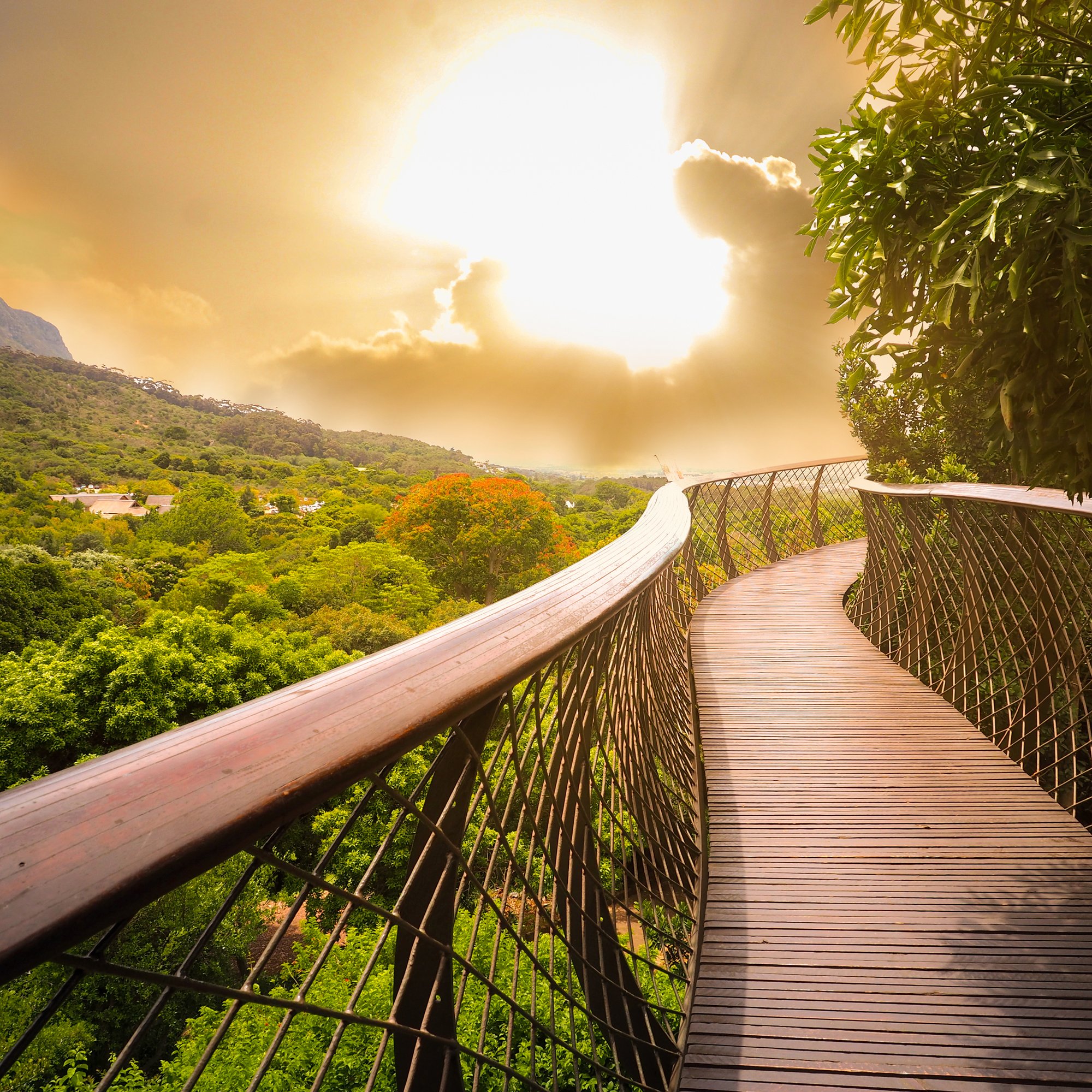 South Africa_Cape Town_Kirstenbosch National Botanic Garden_Canopy Walk 2048x2048