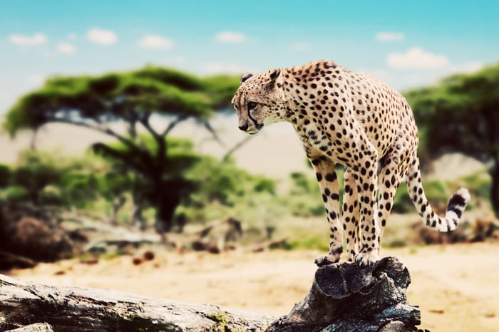 Tanzania, Serengeti, Cheetah