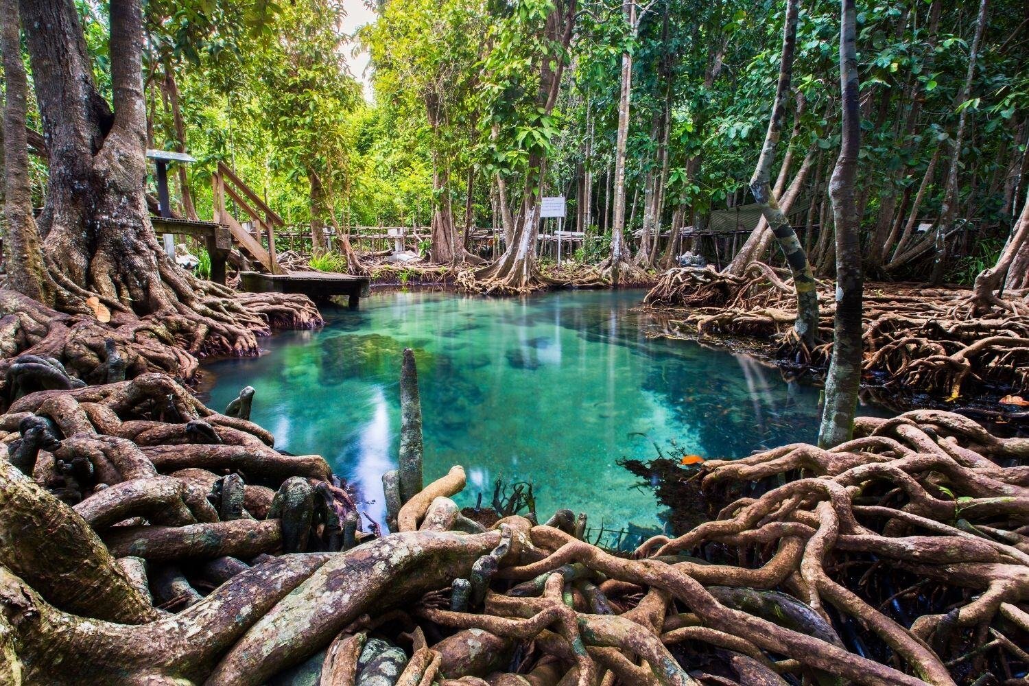 Thailand-Luxury-travelTha pom mangrove forest, Krabi,Thailand