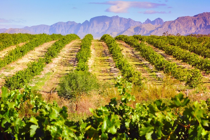 Argentina, Mendoza, Vineyard 700x467