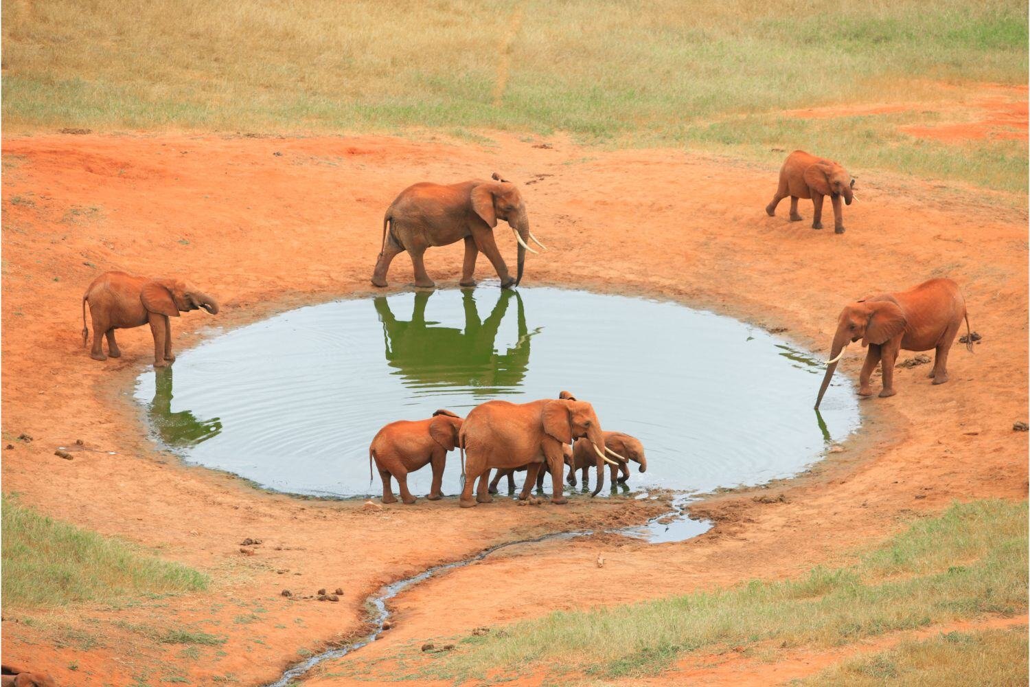 Kruger Safari & Maldives