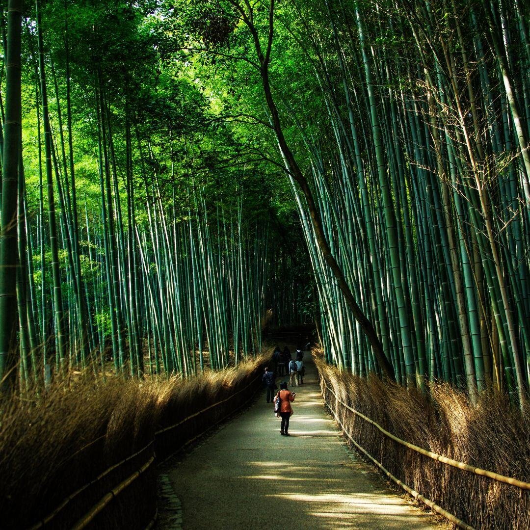 Kyoto, Japan (3)