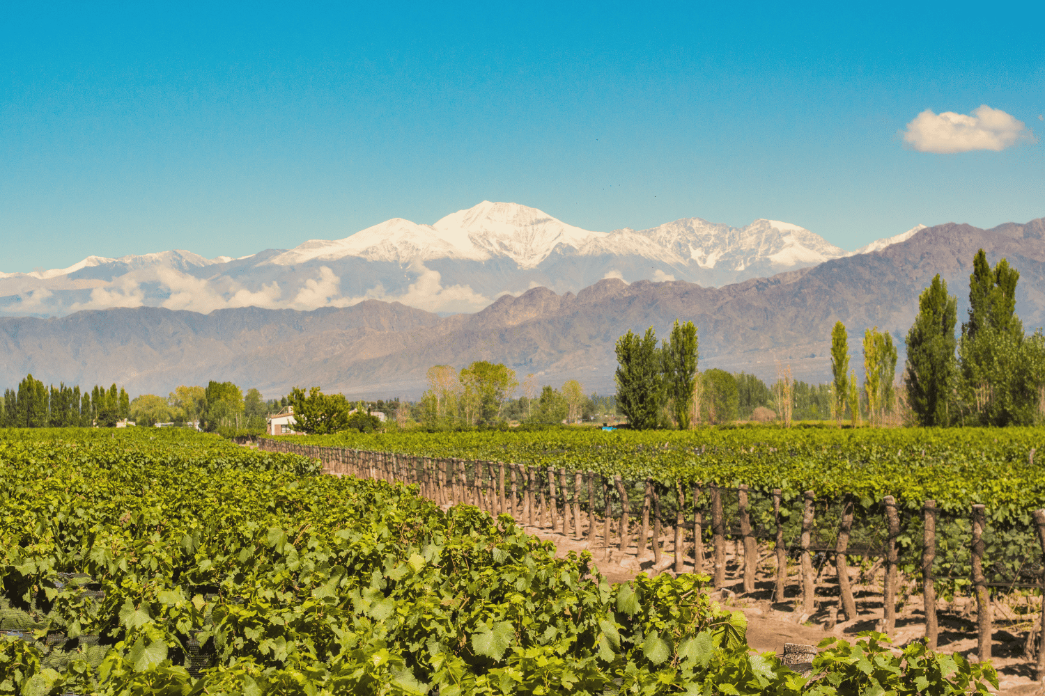 Andean Wines And Wonder Discovery