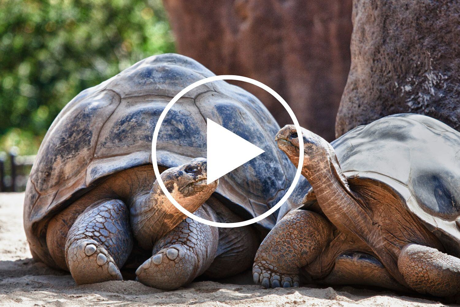 Ecuador & the Galapagos_ A Personalized Travel Experience Webinar