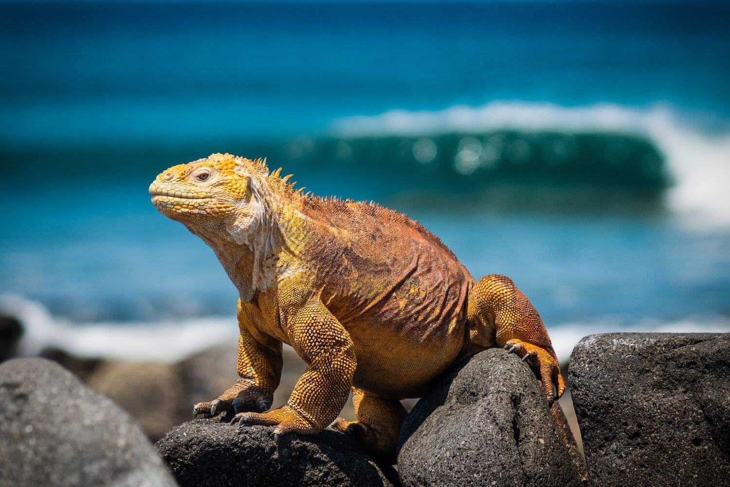 Galápagos Islands, Ecuador Travel to Earth’s Masterpieces Education Custom Private Groups