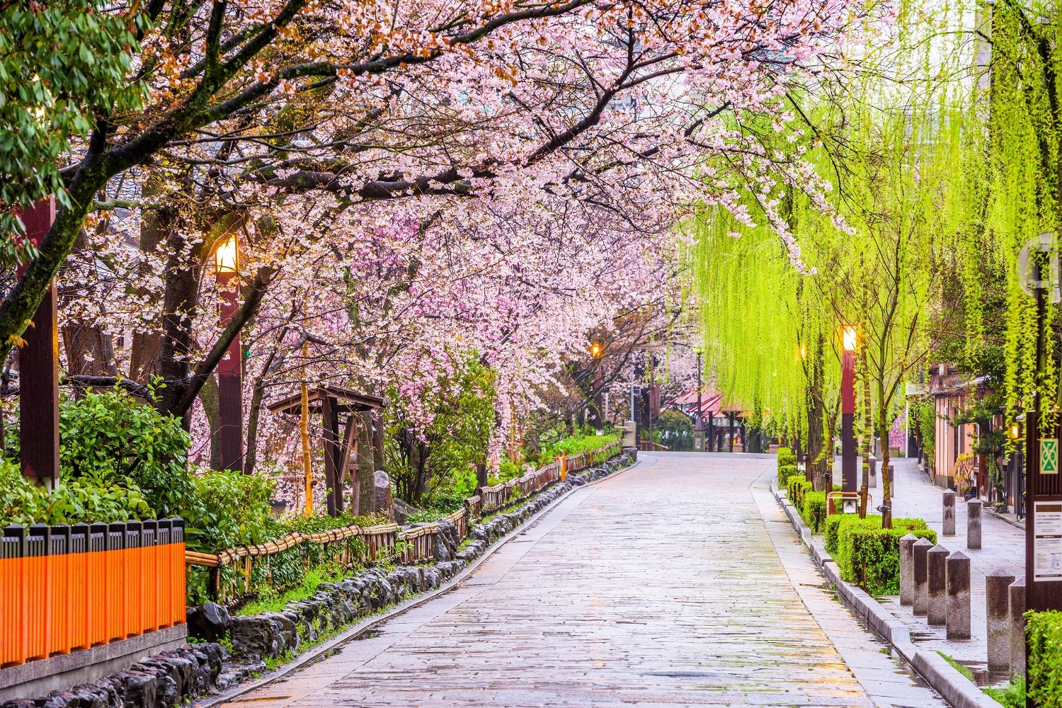 japan cherry blossoms 1500x1000