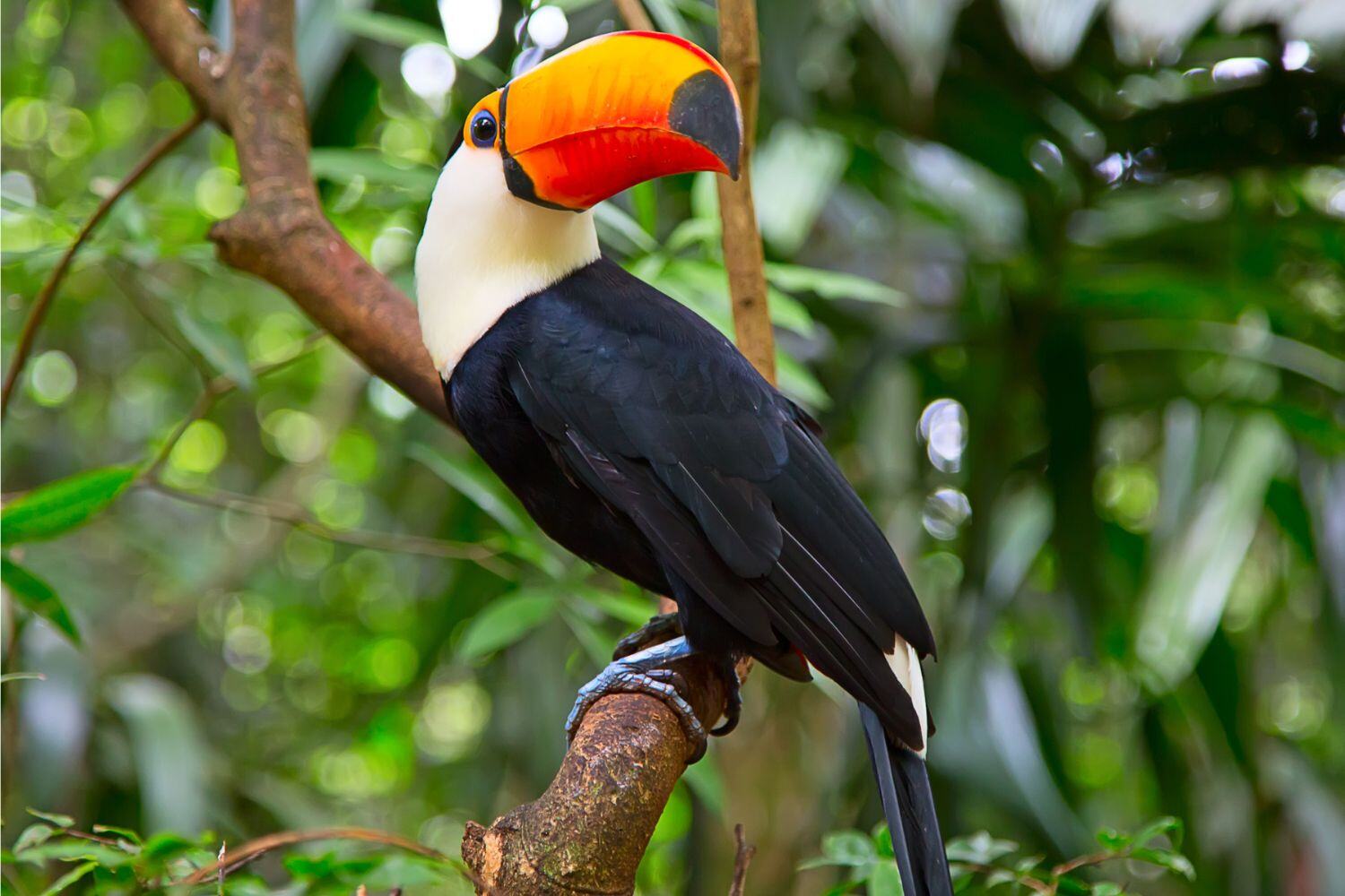 Brazilian Pantanal Explorer