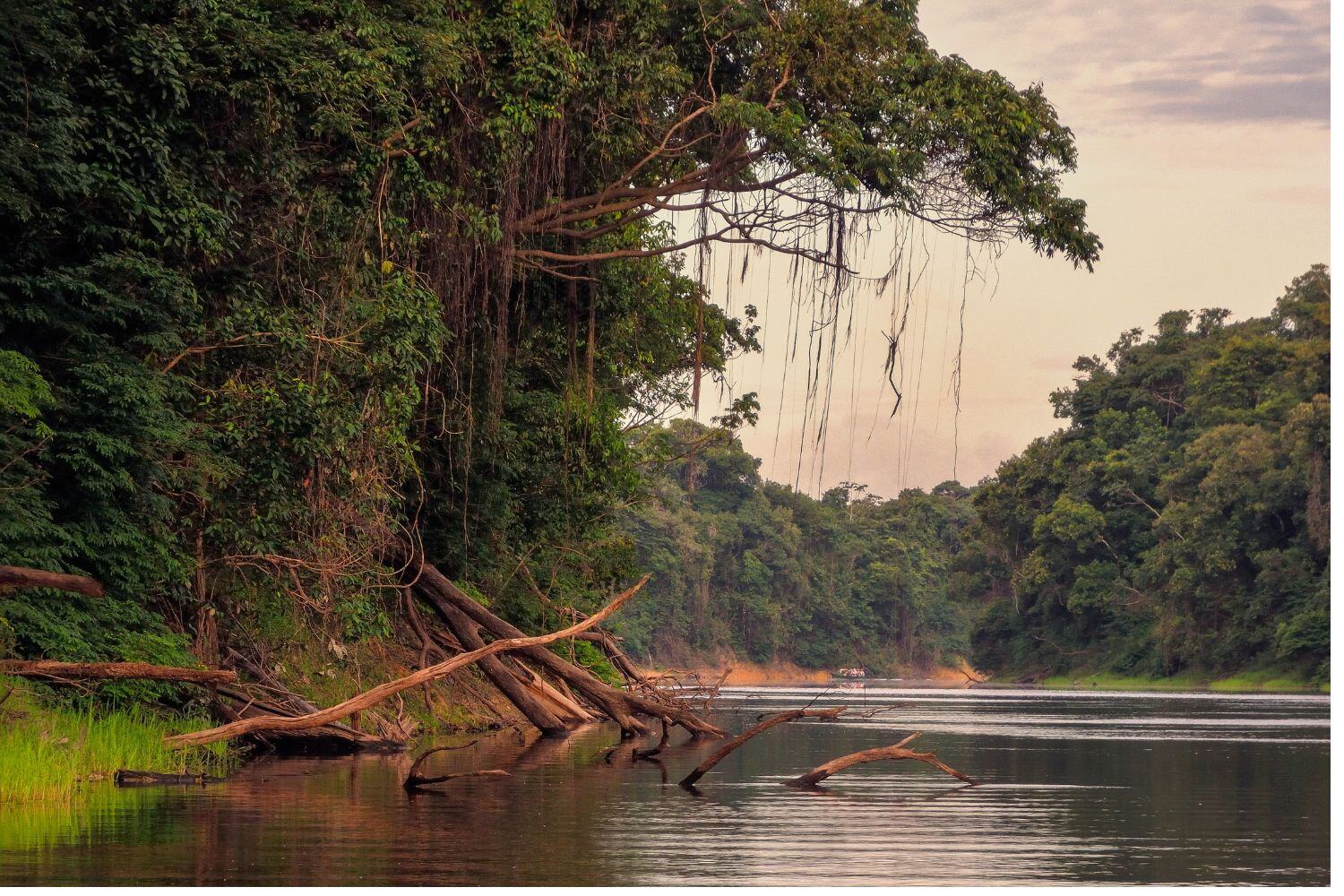 Brazil Manaus Amazonas rain forest