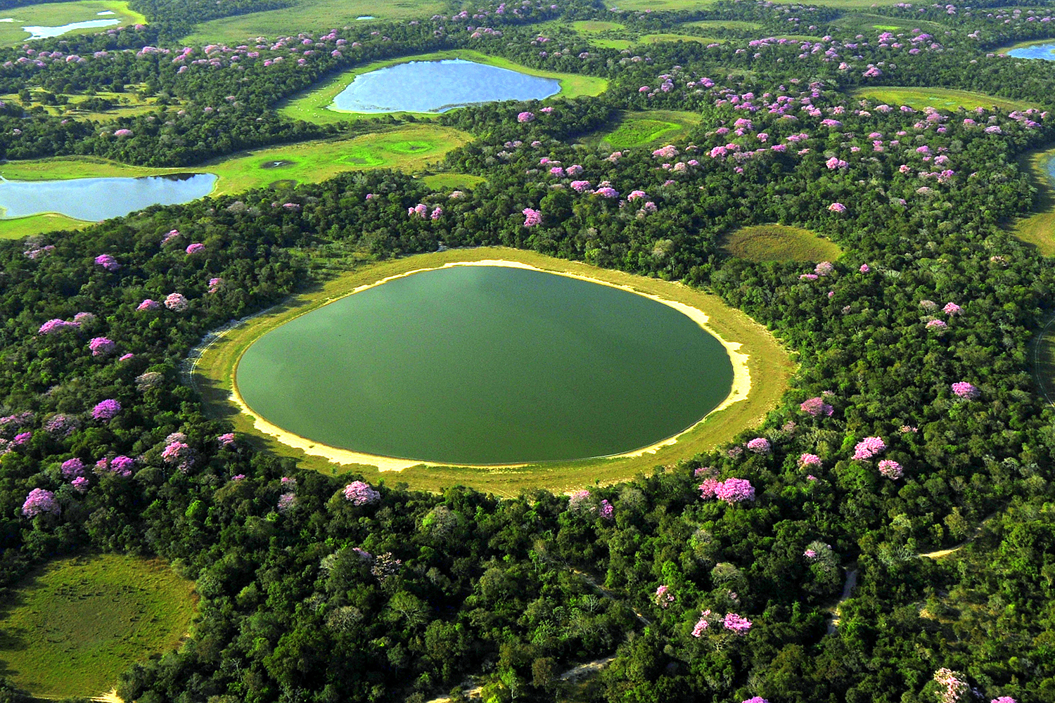 pantanal brazil shutterstock_1014749632 1500x1000