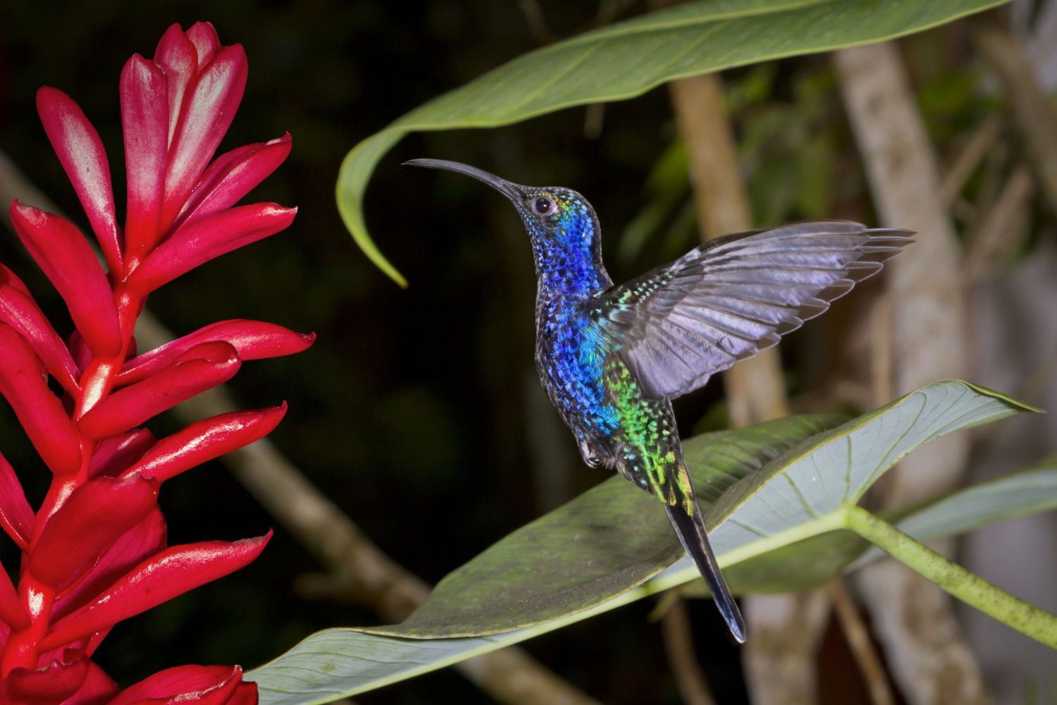 Luxury Costa Rica Travel (14)