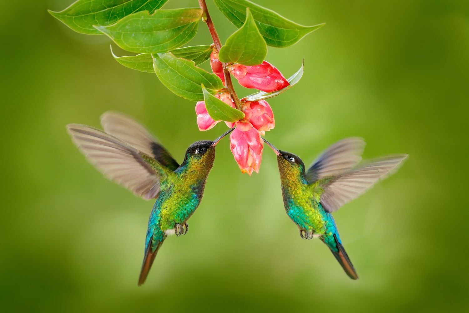 Luxury Costa Rica Travel (15)
