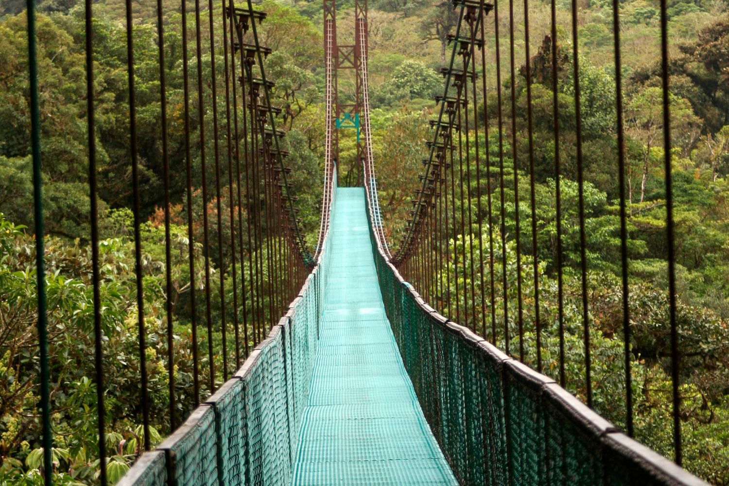 Monteverde Cloud Forest (2)