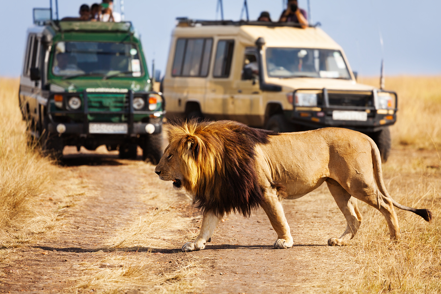 kenya lion safari shutterstock_533625589 1500x1000