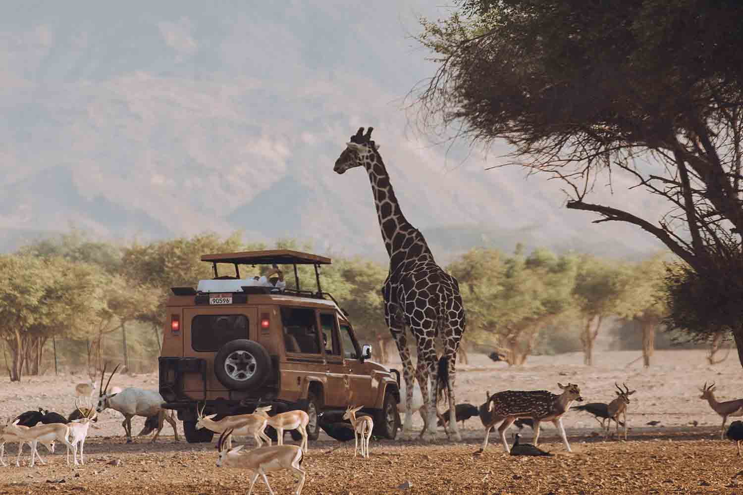 Exotic Winter Safaris 