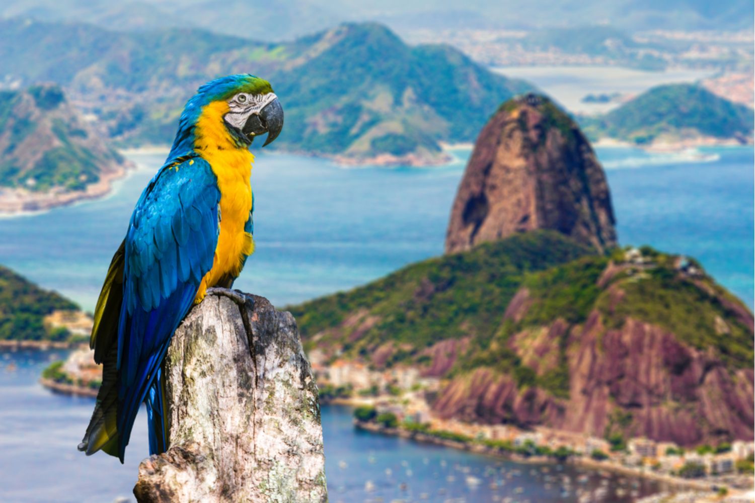 Rio De Janeiro Discovery