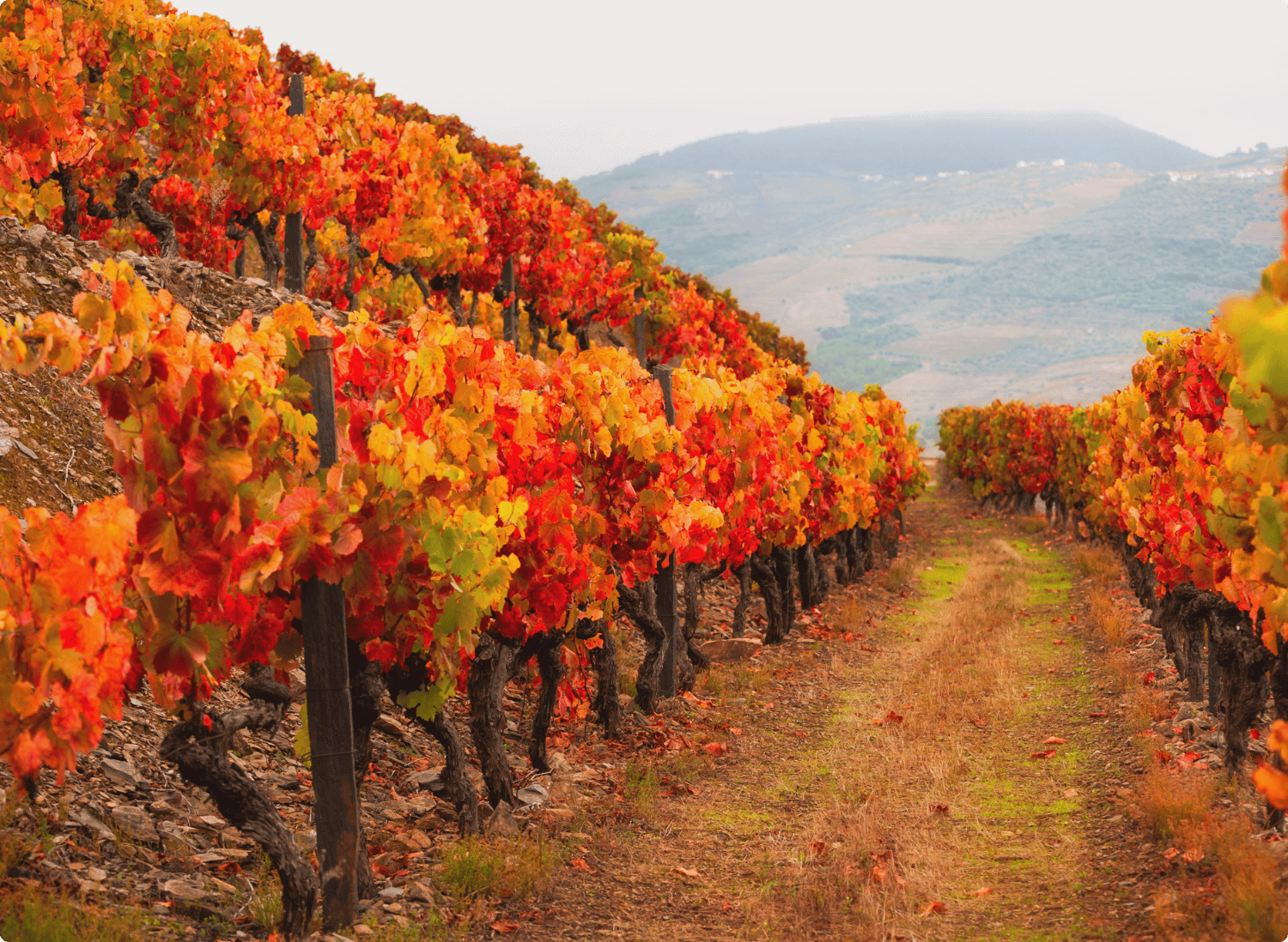 Lisbon and Porto Portugal Escapade-1