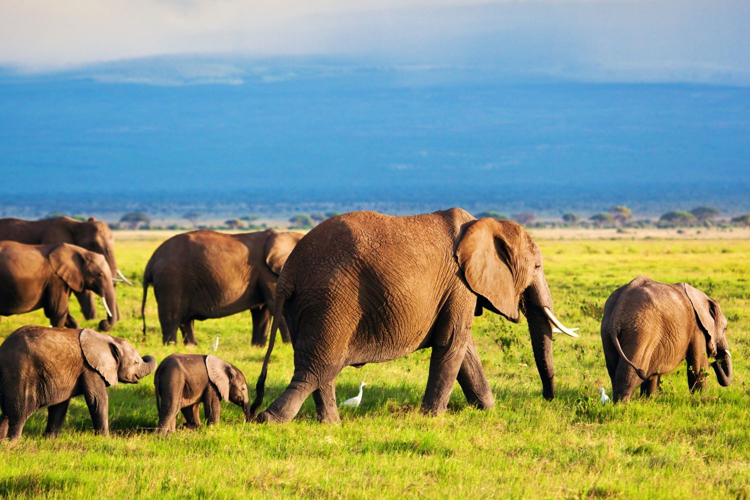 Kenya and Tanzania Safari