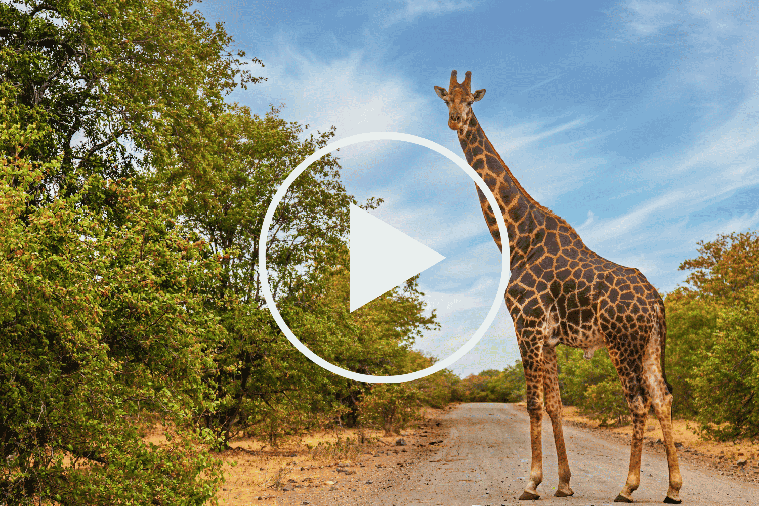 South Africa -  Free Travel webinars for travel Professionals (1)
