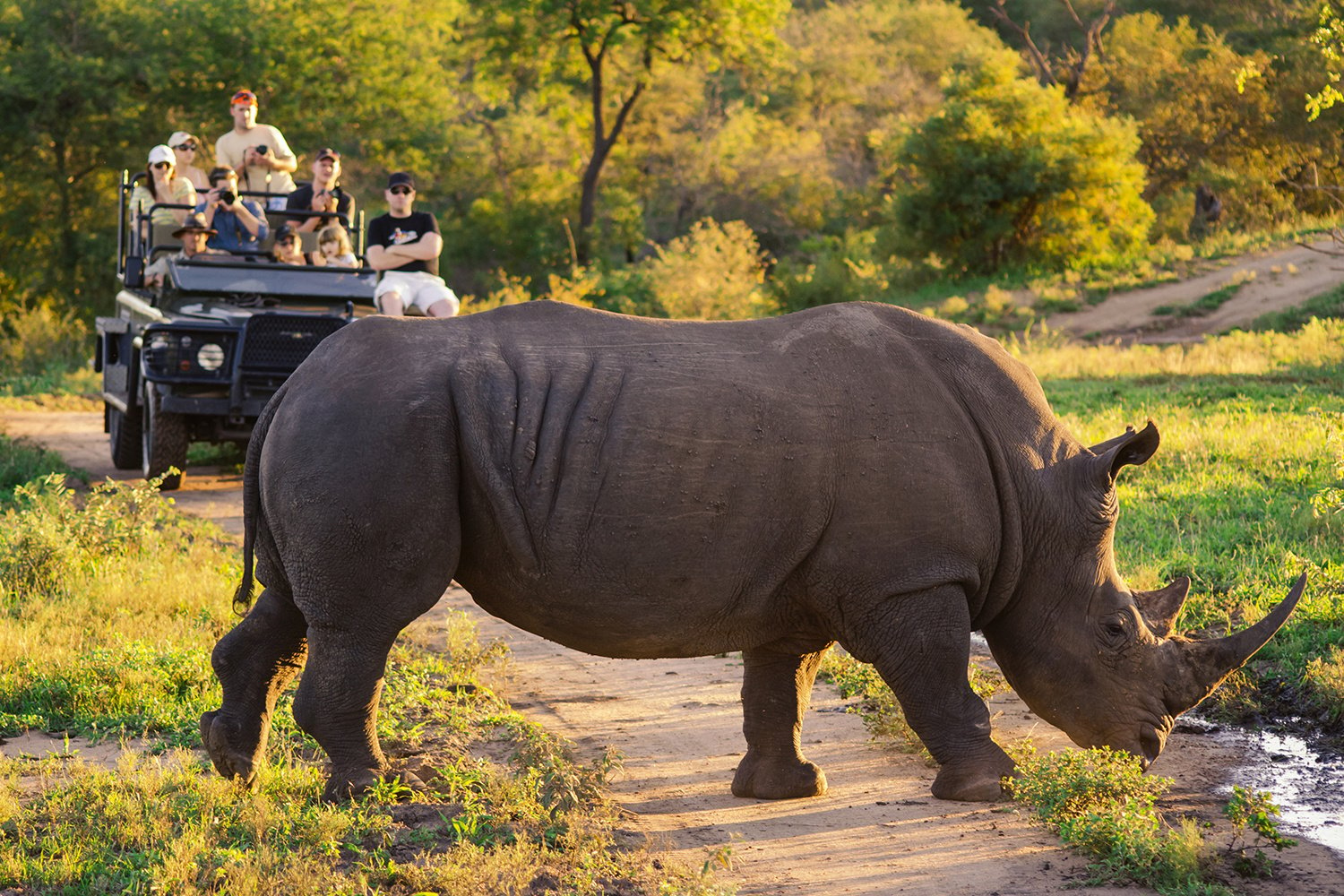 south africa rhino ssimg_216 1500x1000